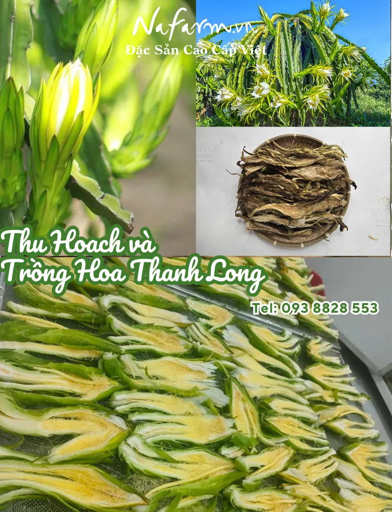 hoa-thanh-long-kho-dried-dragon-fruit-flower-dac-san-nafarm-0938828553-1