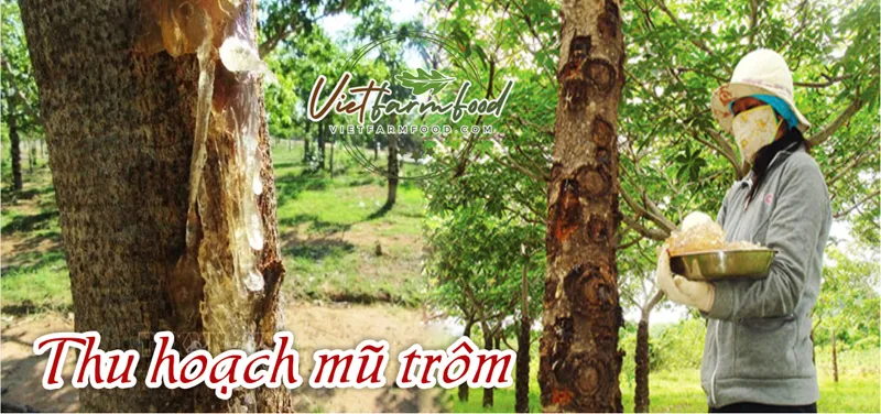mu-trom-kho-nguyen-chat-dried-trom-latex-nong-san-viet-farm-food-093-8828-553