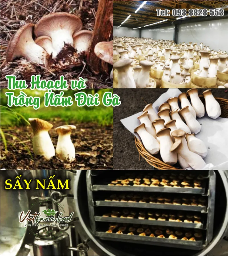 nam-dui-ga-kho-Dried-chicken-drumstick-mushrooms-nong-san-cao-cap-viet-farm-food-093-8828-553