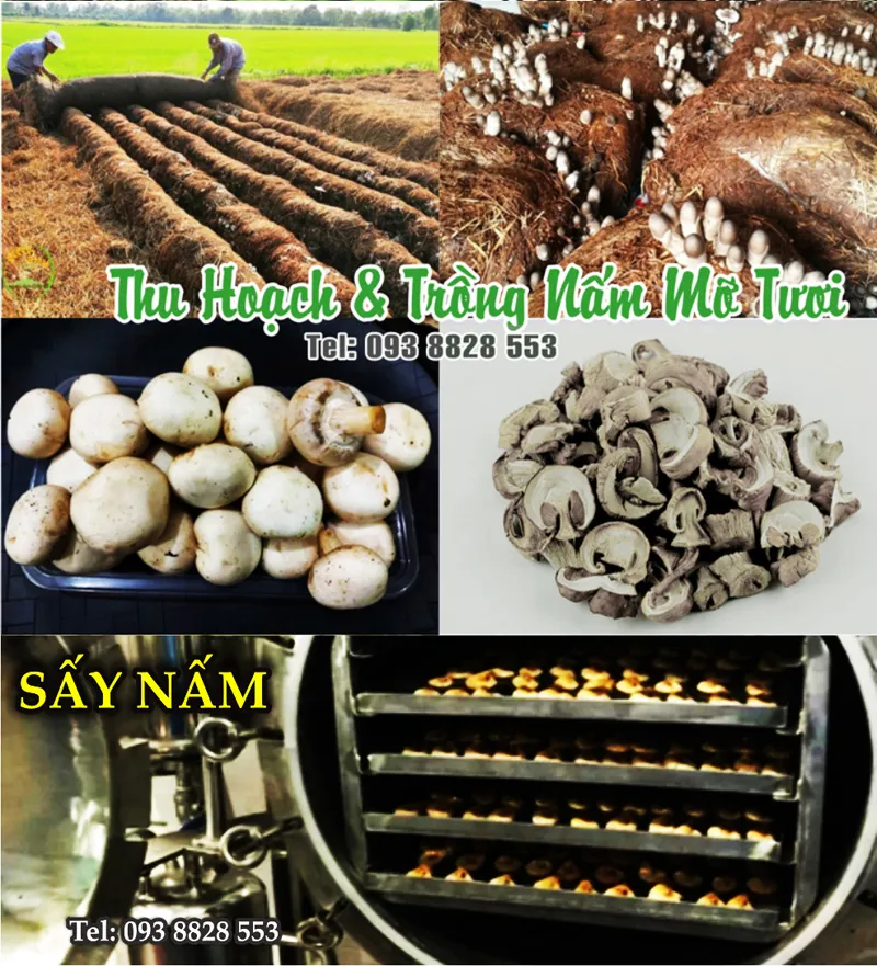 nam-mo-kho-dried-button-mushrooms-nong-san-cao-cap-viet-farm-food-093-8828-553