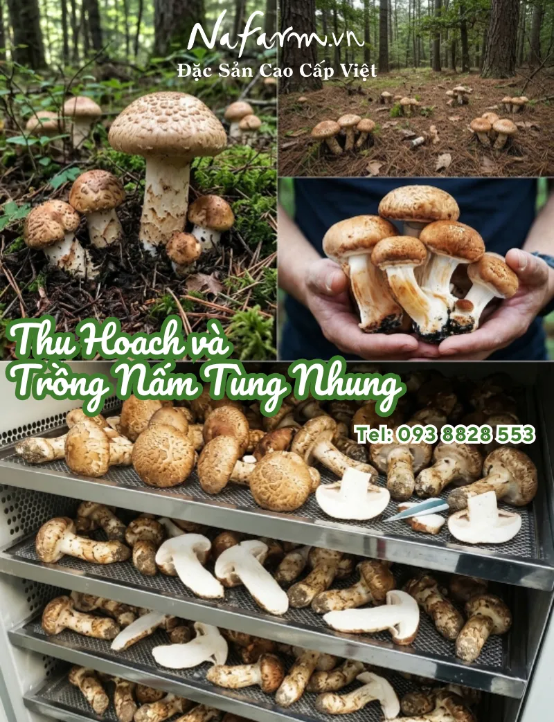 nam-tung-nhung-kho-dried-matsutake-mushrooms-nong-san-viet-farm-food-093-8828-553