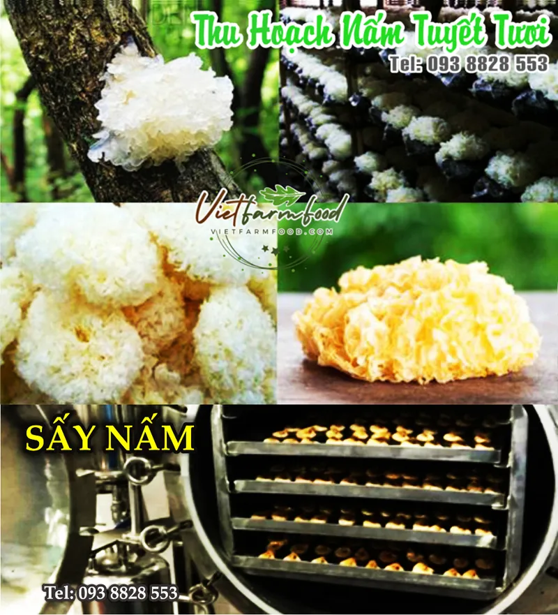 nam-tuyet-ngan-nhi-moc-nhi-trang-kho-Snow-Mushroom-Dried-White-Wood-Ear-nong-san-cao-cap-viet-farm-food-093-8828-553