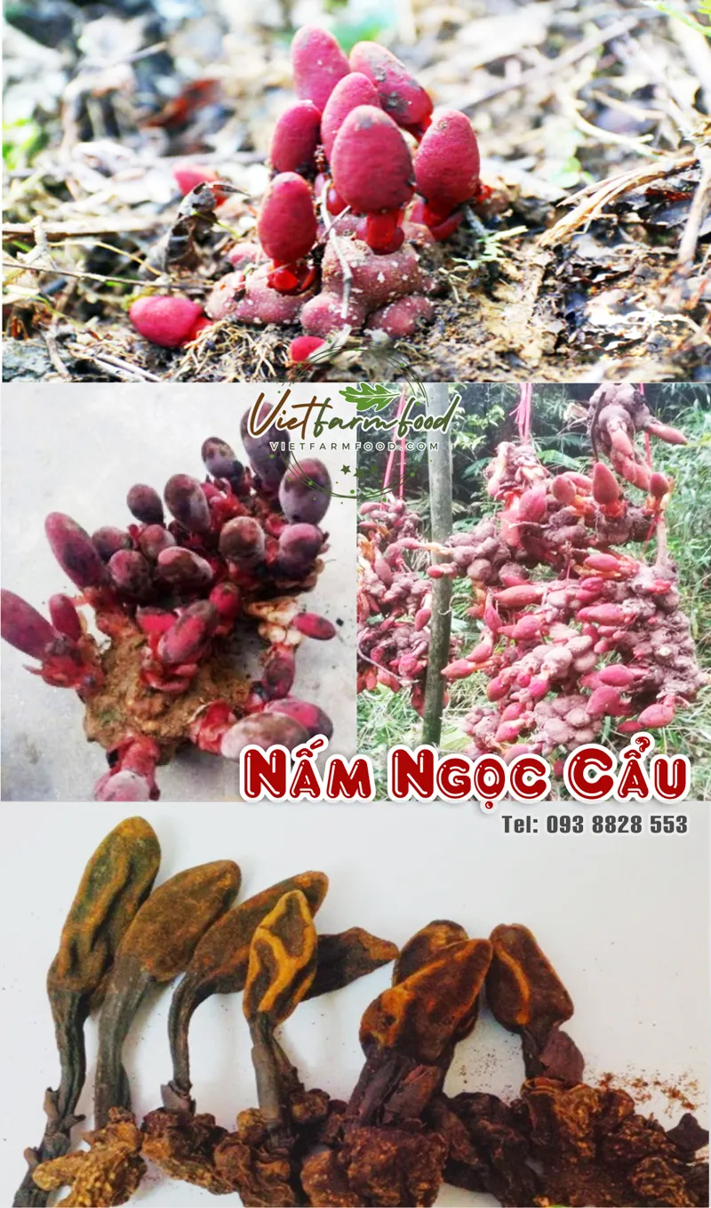 nam-ngoc-cau-kho-dried-pearl-mushroom-nong-san-viet-vietfarmfood-093-8828-553