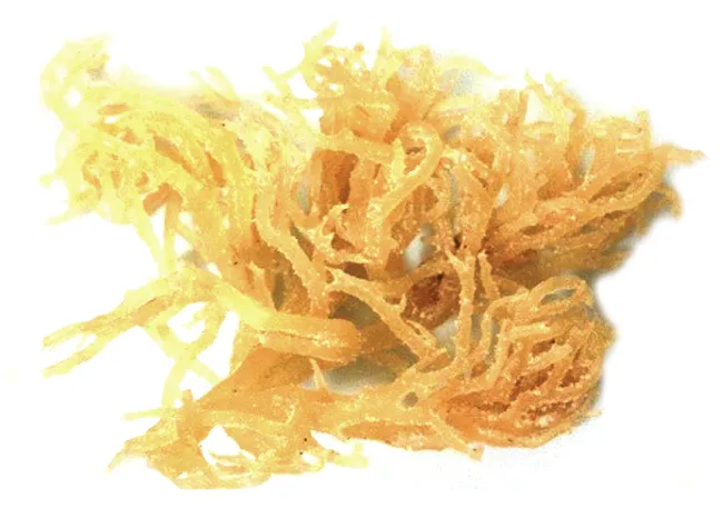 mut-rong-sun-tam-mat-ong-say-deo-nafarm mut-rong-sun-tam-mat-ong-say-deo-nafarm