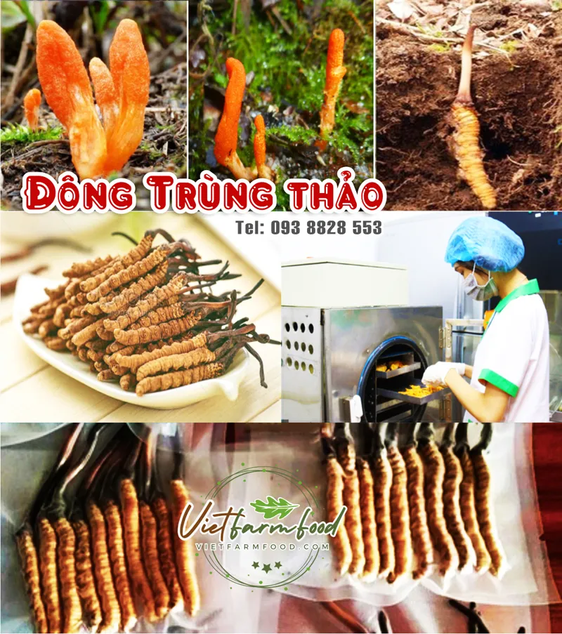 /sau-nam-dong-trung-ha-thao-kho-dried-cordyceps-mushrooms-nong-san-viet-vietfarmfood-093-8828-553