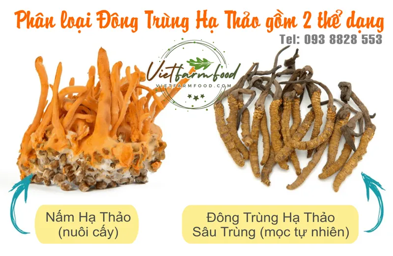 /sau-nam-dong-trung-ha-thao-kho-dried-cordyceps-mushrooms-nong-san-viet-vietfarmfood-093-8828-553