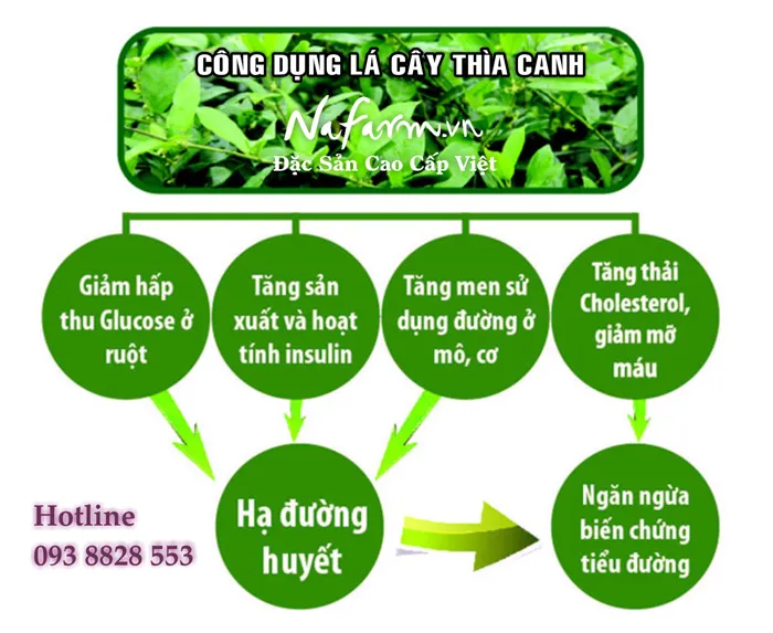 tra-day-thia-canh-danh-cho-nguoi-tieu-duong-dac-san-nafarm-vn-0938-828-553